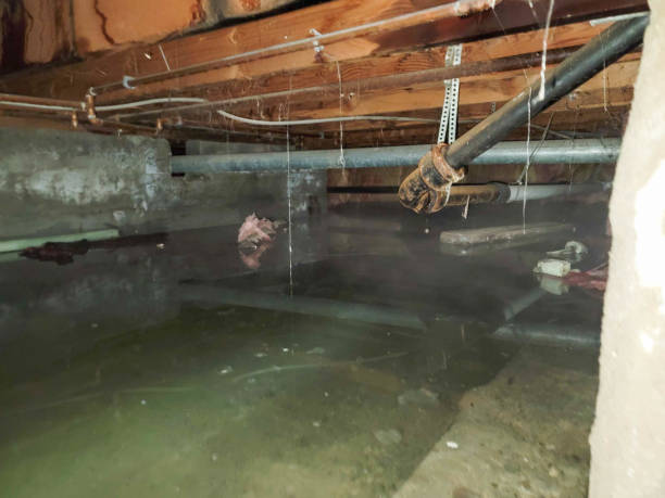 Best Mold removal after water damage  in East Dennis, MA